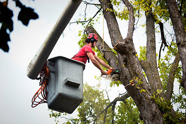 How Our Tree Care Process Works  in  Fort Meade, MD